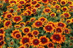 Sonnenhut Sunbeckia ® 'Sarah' - Rudbeckia Sunbeckia ® 'Sarah'