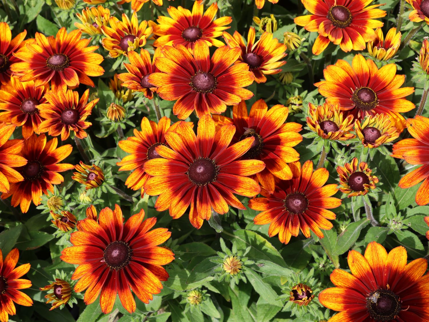 Sonnenhut Sunbeckia ® 'Sarah' - Rudbeckia Sunbeckia ® 'Sarah'