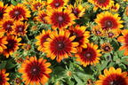 Sonnenhut Sunbeckia ® 'Sarah' - Rudbeckia Sunbeckia ® 'Sarah'