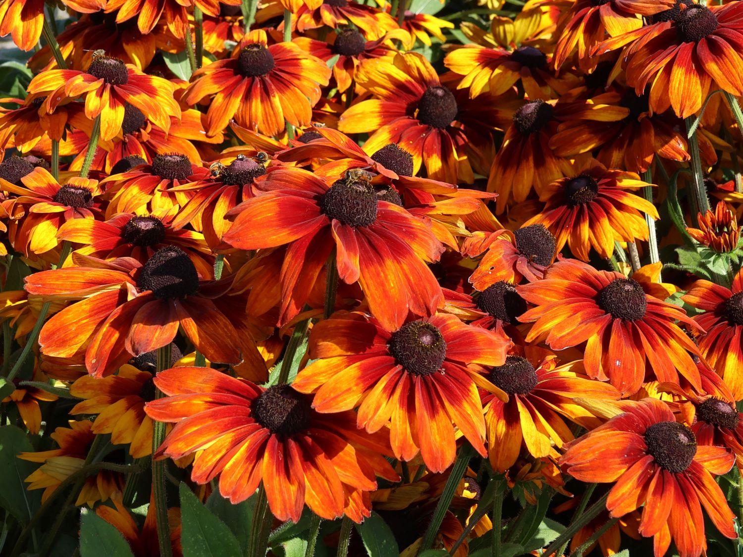 Sonnenhut Sunbeckia ® 'Sarah' - Rudbeckia Sunbeckia ® 'Sarah'