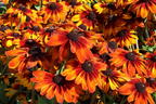 Sonnenhut Sunbeckia ® 'Sarah' - Rudbeckia Sunbeckia ® 'Sarah'