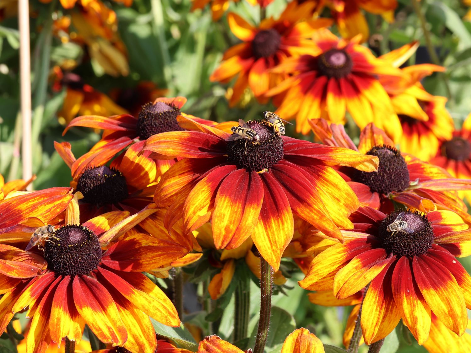 Sonnenhut Sunbeckia ® 'Sarah' - Rudbeckia Sunbeckia ® 'Sarah'