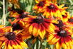 Sonnenhut Sunbeckia ® 'Sarah' - Rudbeckia Sunbeckia ® 'Sarah'