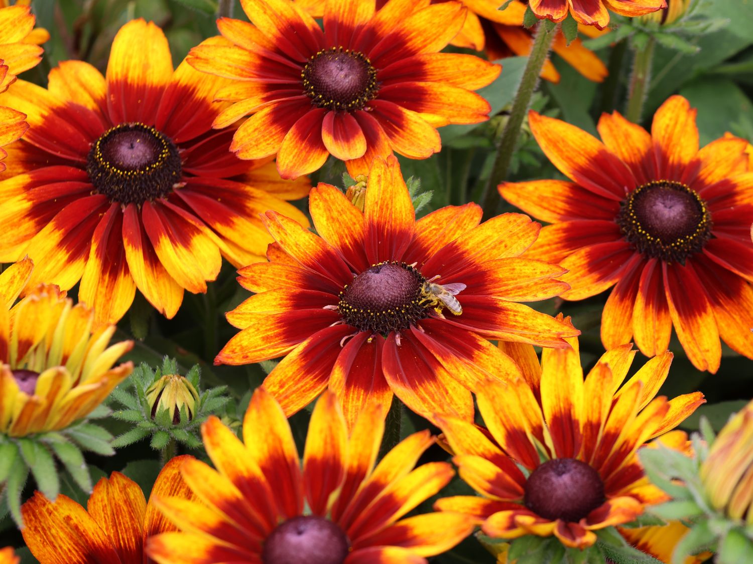 Sonnenhut Sunbeckia ® 'Sarah' - Rudbeckia Sunbeckia ® 'Sarah'