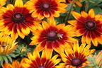 Sonnenhut Sunbeckia ® 'Sarah' - Rudbeckia Sunbeckia ® 'Sarah'