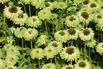 Sonnenhut SunSeekers 'Apple Green' - Echinacea purpurea SunSeekers 'Apple Green'