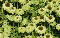 Sonnenhut SunSeekers 'Apple Green'