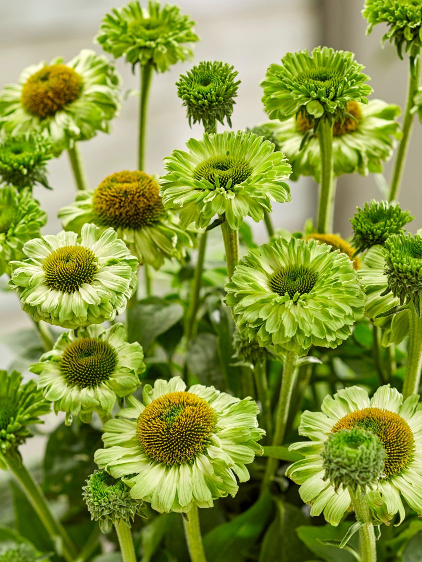 Sonnenhut SunSeekers 'Apple Green' - Echinacea purpurea SunSeekers 'Apple Green'
