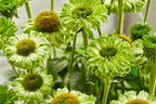 Sonnenhut SunSeekers 'Apple Green' - Echinacea purpurea SunSeekers 'Apple Green'
