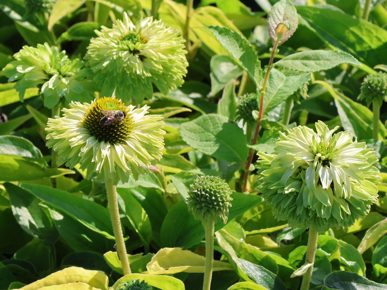 Sonnenhut SunSeekers 'Apple Green' - Echinacea purpurea SunSeekers 'Apple Green'