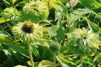 Sonnenhut SunSeekers 'Apple Green' - Echinacea purpurea SunSeekers 'Apple Green'