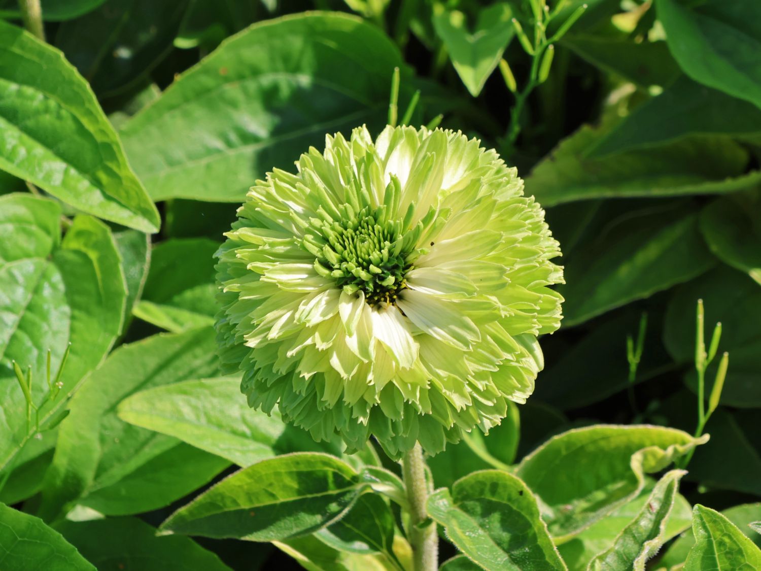 Sonnenhut SunSeekers 'Apple Green' - Echinacea purpurea SunSeekers 'Apple Green'