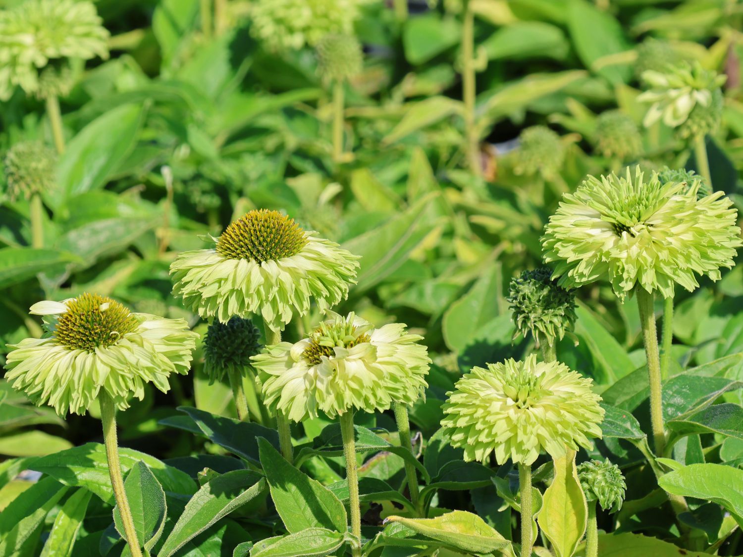 Sonnenhut SunSeekers 'Apple Green' - Echinacea purpurea SunSeekers 'Apple Green'