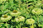 Sonnenhut SunSeekers 'Apple Green' - Echinacea purpurea SunSeekers 'Apple Green'