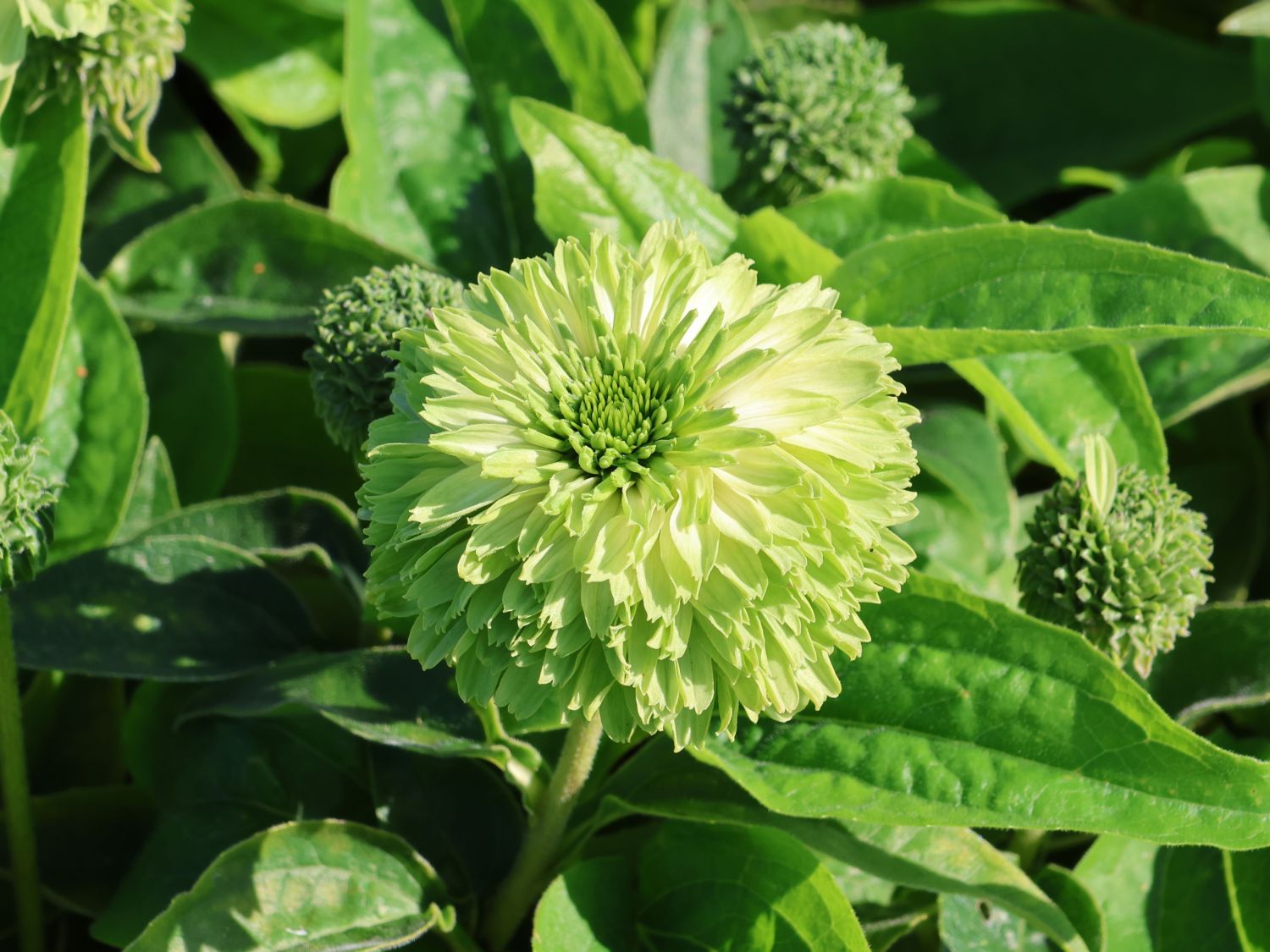 Sonnenhut SunSeekers 'Apple Green' - Echinacea purpurea SunSeekers 'Apple Green'