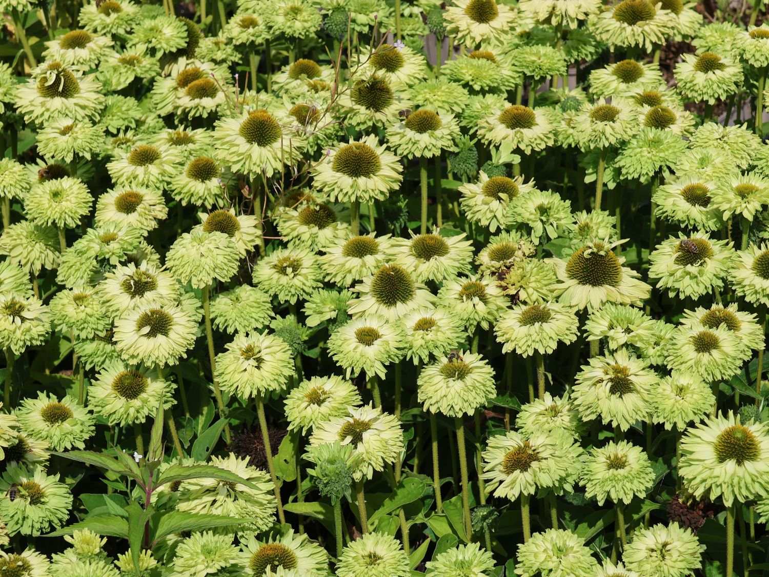 Sonnenhut SunSeekers 'Apple Green' - Echinacea purpurea SunSeekers 'Apple Green'