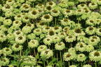 Sonnenhut SunSeekers 'Apple Green' - Echinacea purpurea SunSeekers 'Apple Green'