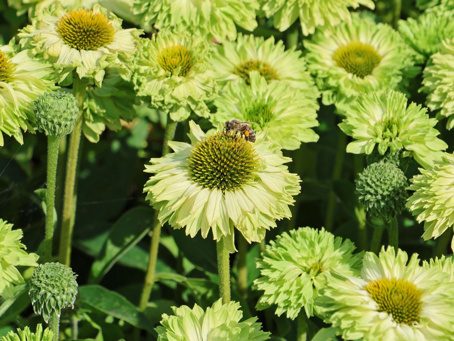 Sonnenhut SunSeekers 'Apple Green' - Echinacea purpurea SunSeekers 'Apple Green'