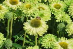 Sonnenhut SunSeekers 'Apple Green' - Echinacea purpurea SunSeekers 'Apple Green'