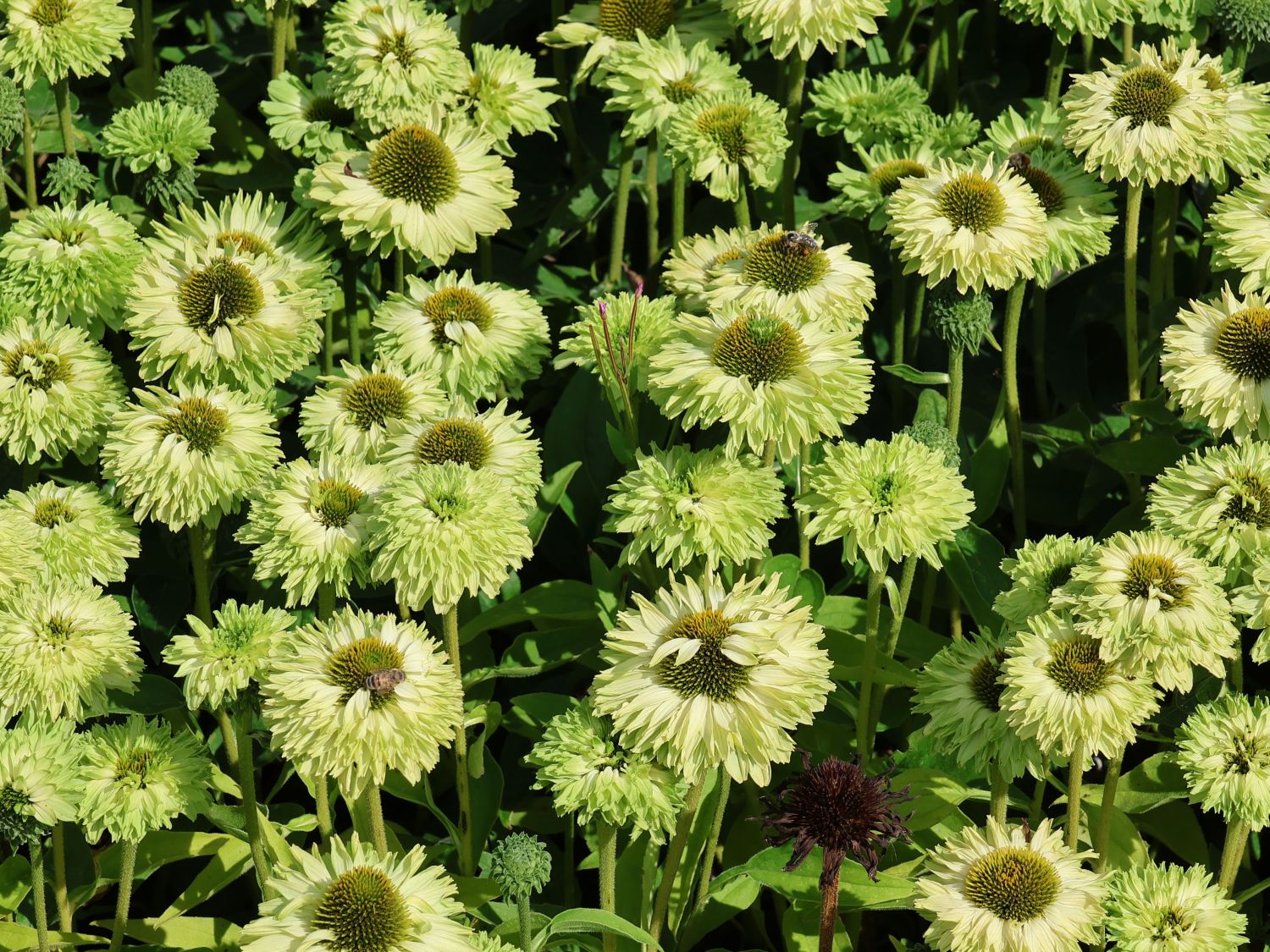 Sonnenhut SunSeekers 'Apple Green' - Echinacea purpurea SunSeekers 'Apple Green'