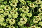 Sonnenhut SunSeekers 'Apple Green' - Echinacea purpurea SunSeekers 'Apple Green'