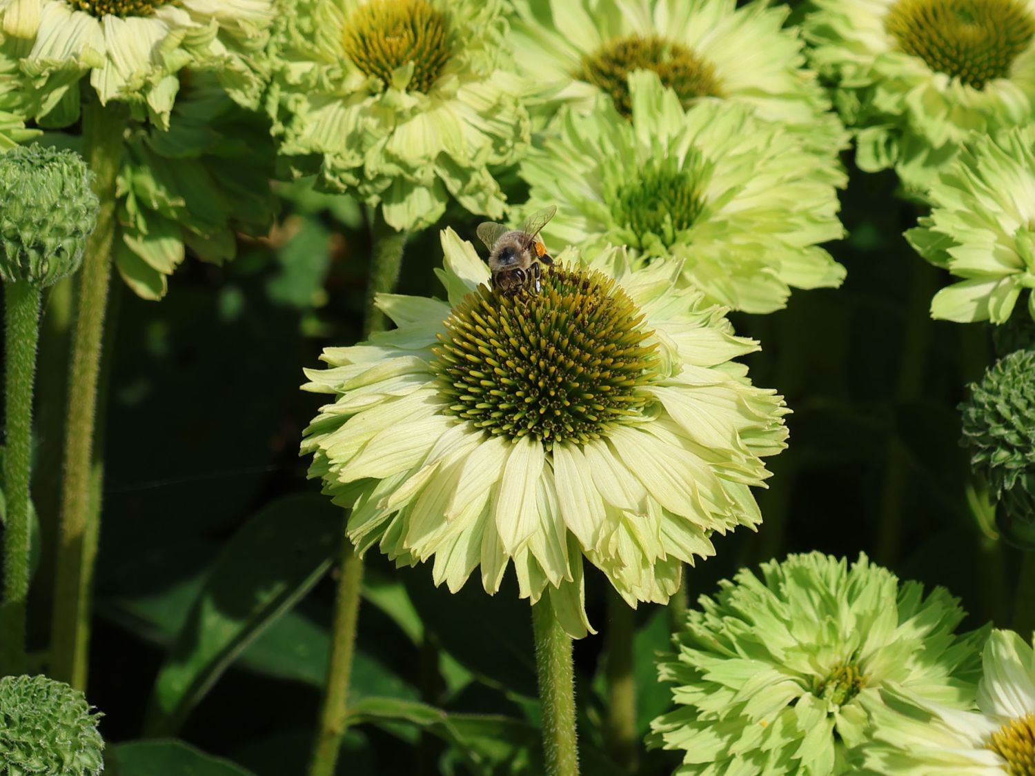 Sonnenhut SunSeekers 'Apple Green' - Echinacea purpurea SunSeekers 'Apple Green'