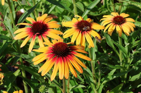 Sonnenhut SunSeekers 'Tequila Sunrise' - Echinacea purpurea SunSeekers 'Tequila Sunrise'