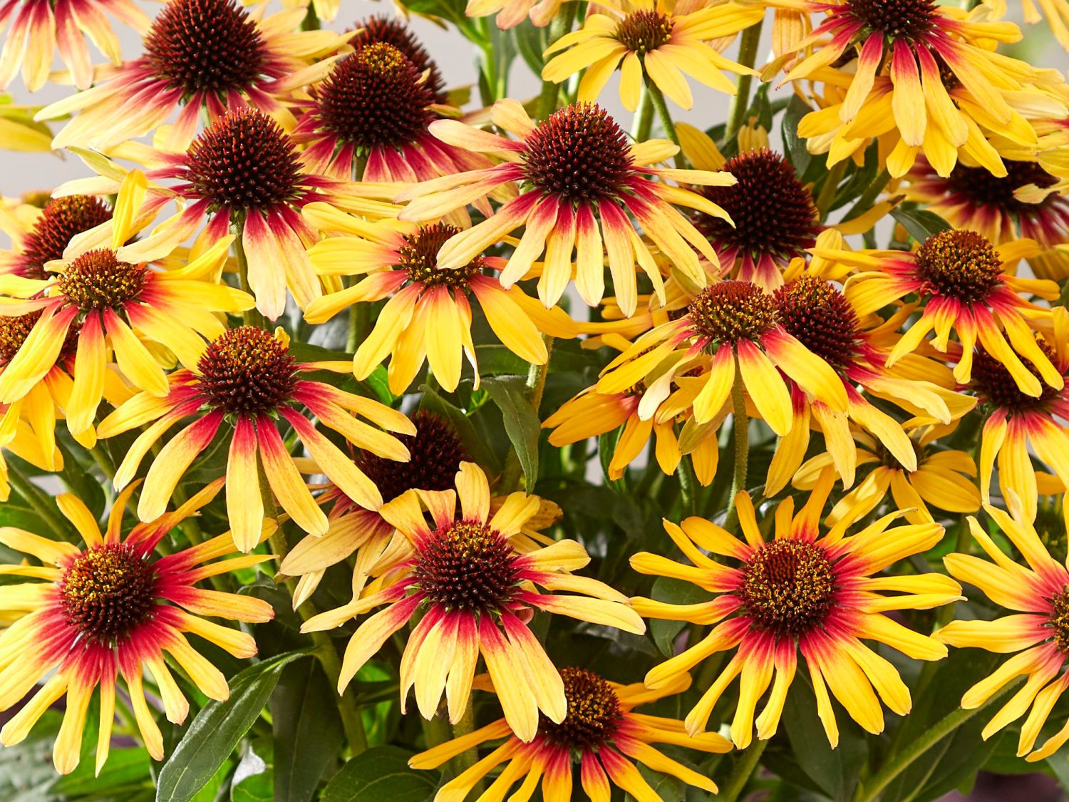 Sonnenhut SunSeekers 'Tequila Sunrise' - Echinacea purpurea SunSeekers 'Tequila Sunrise'