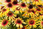 Sonnenhut SunSeekers 'Tequila Sunrise' - Echinacea purpurea SunSeekers 'Tequila Sunrise'