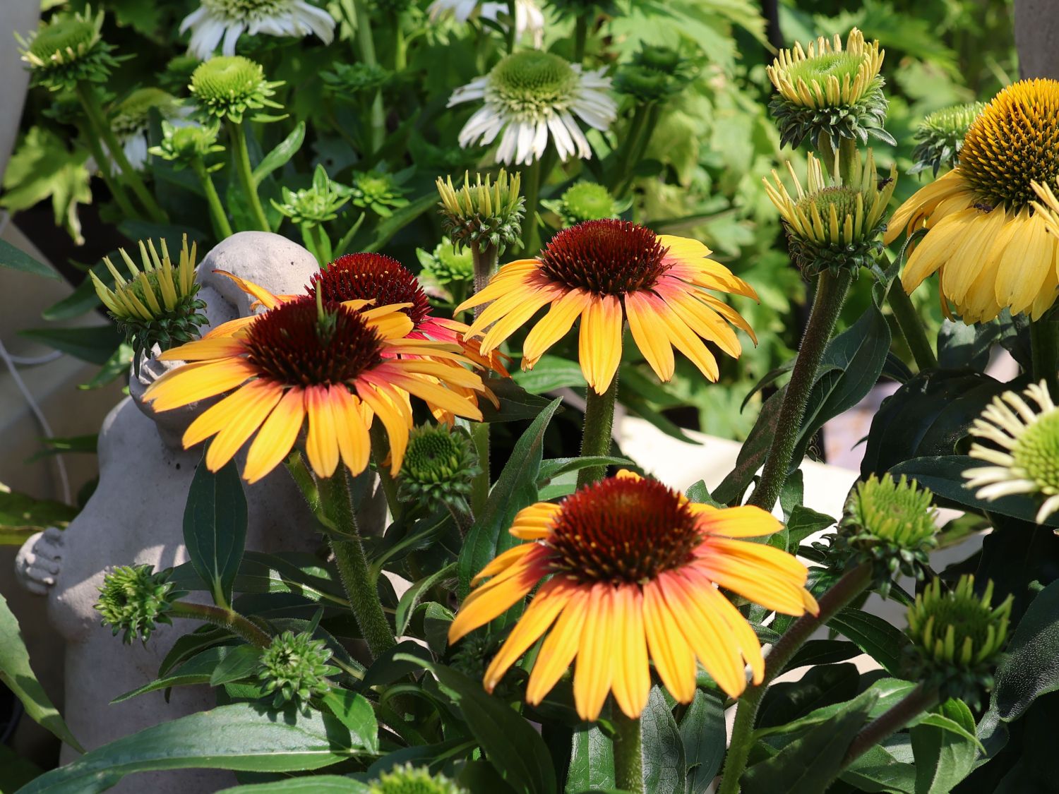Sonnenhut SunSeekers 'Tequila Sunrise' - Echinacea purpurea SunSeekers 'Tequila Sunrise'