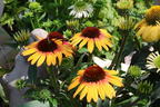 Sonnenhut SunSeekers 'Tequila Sunrise' - Echinacea purpurea SunSeekers 'Tequila Sunrise'