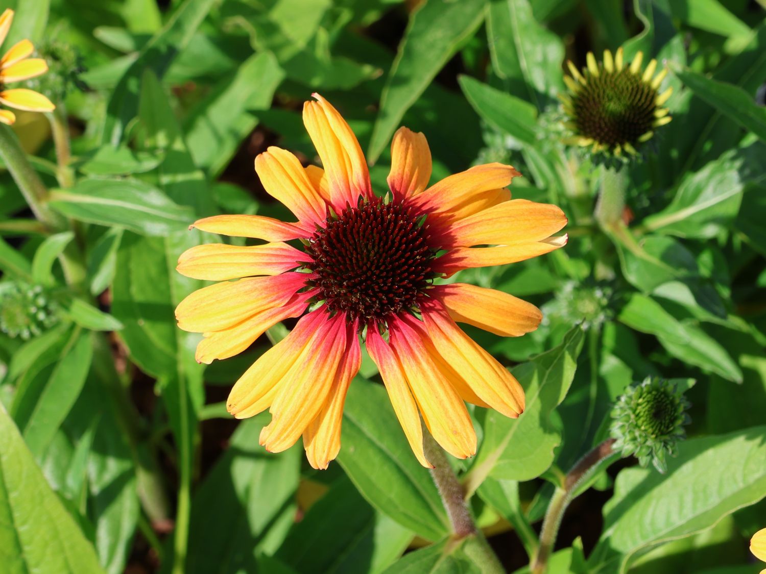 Sonnenhut SunSeekers 'Tequila Sunrise' - Echinacea purpurea SunSeekers 'Tequila Sunrise'