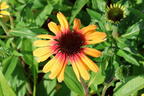 Sonnenhut SunSeekers 'Tequila Sunrise' - Echinacea purpurea SunSeekers 'Tequila Sunrise'