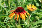 Sonnenhut SunSeekers 'Tequila Sunrise' - Echinacea purpurea SunSeekers 'Tequila Sunrise'
