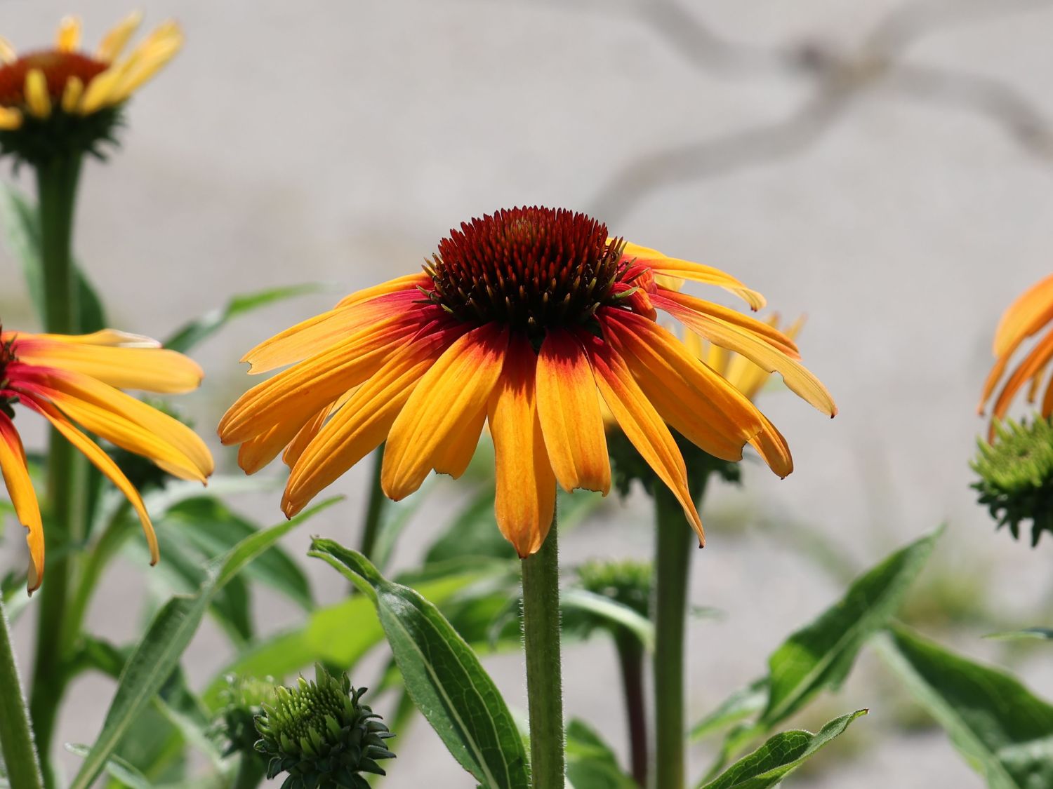 Sonnenhut SunSeekers 'Tequila Sunrise' - Echinacea purpurea SunSeekers 'Tequila Sunrise'