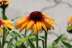 Sonnenhut SunSeekers 'Tequila Sunrise' - Echinacea purpurea SunSeekers 'Tequila Sunrise'