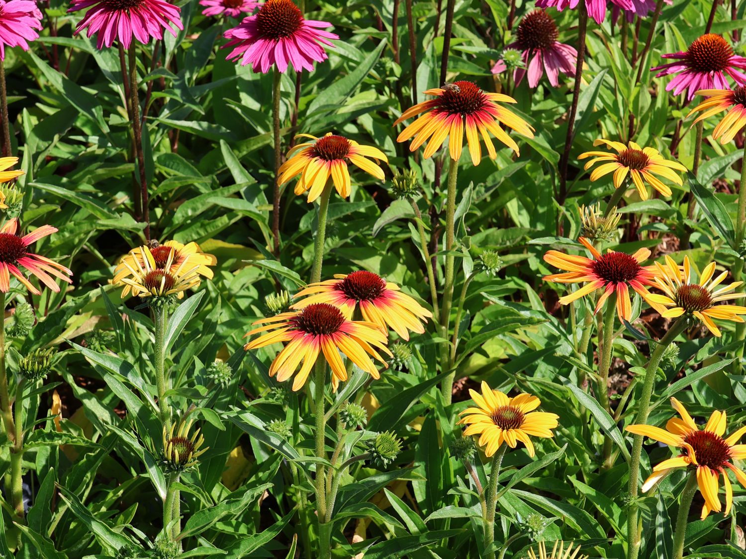 Sonnenhut SunSeekers 'Tequila Sunrise' - Echinacea purpurea SunSeekers 'Tequila Sunrise'