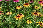 Sonnenhut SunSeekers 'Tequila Sunrise' - Echinacea purpurea SunSeekers 'Tequila Sunrise'