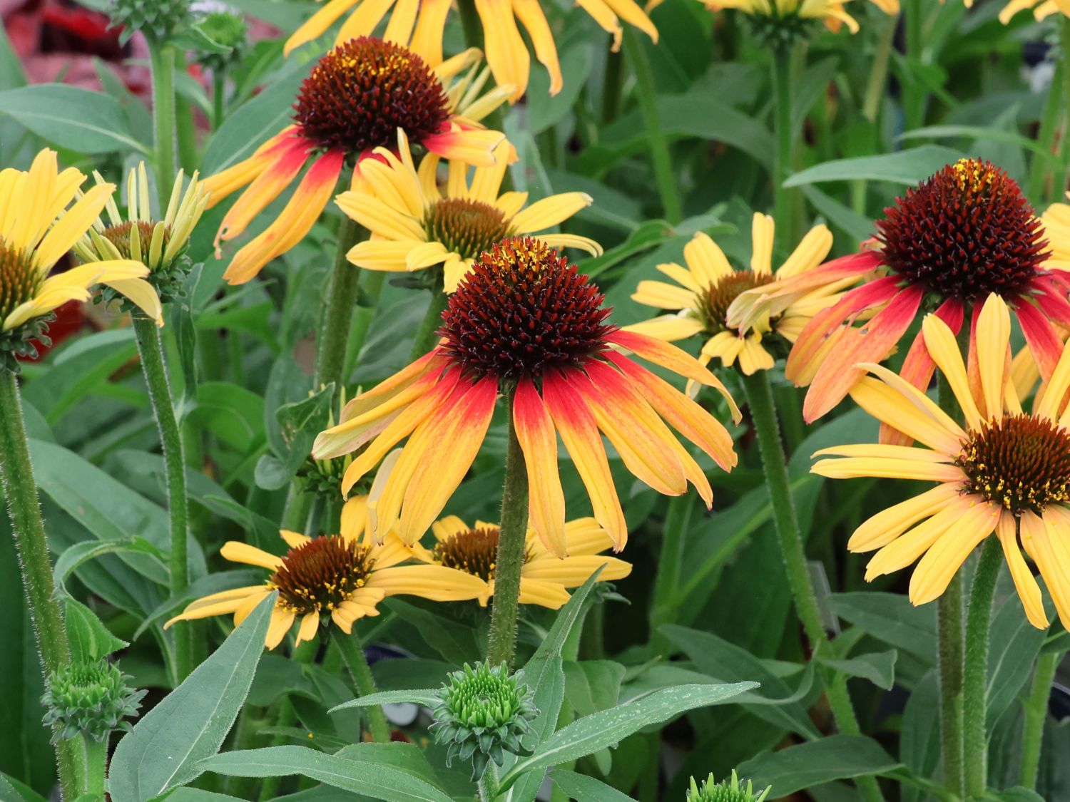 Sonnenhut SunSeekers 'Tequila Sunrise' - Echinacea purpurea SunSeekers 'Tequila Sunrise'