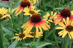 Sonnenhut SunSeekers 'Tequila Sunrise' - Echinacea purpurea SunSeekers 'Tequila Sunrise'