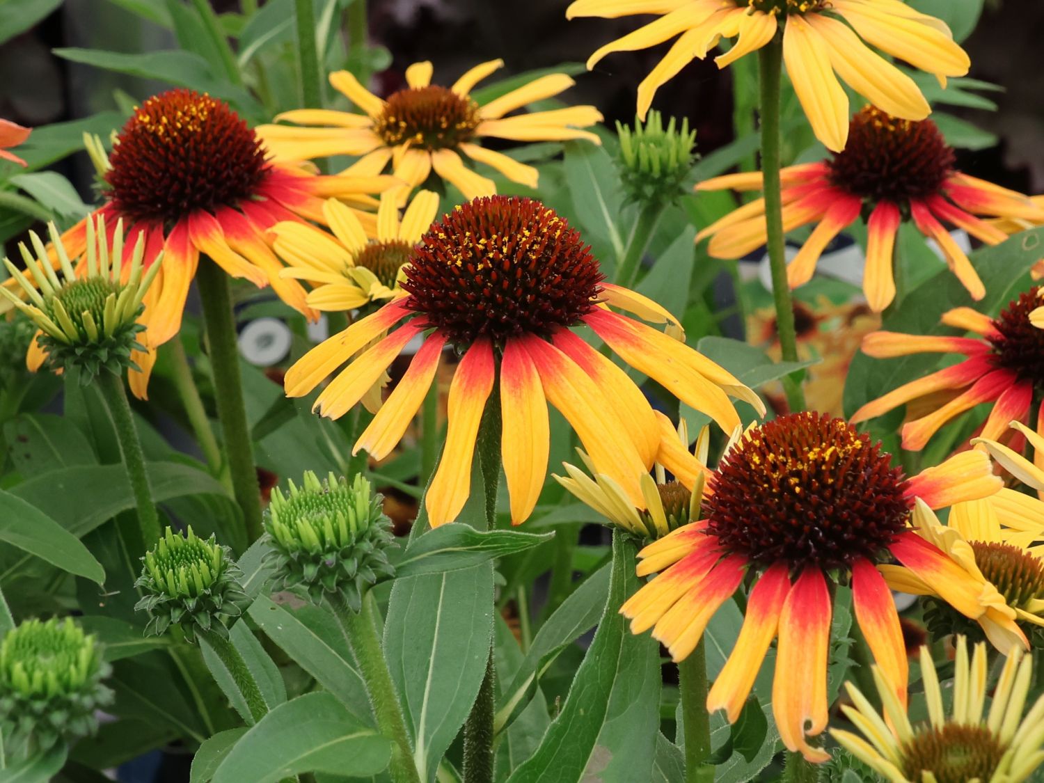 Sonnenhut SunSeekers 'Tequila Sunrise' - Echinacea purpurea SunSeekers 'Tequila Sunrise'