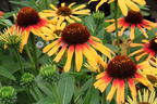 Sonnenhut SunSeekers 'Tequila Sunrise' - Echinacea purpurea SunSeekers 'Tequila Sunrise'