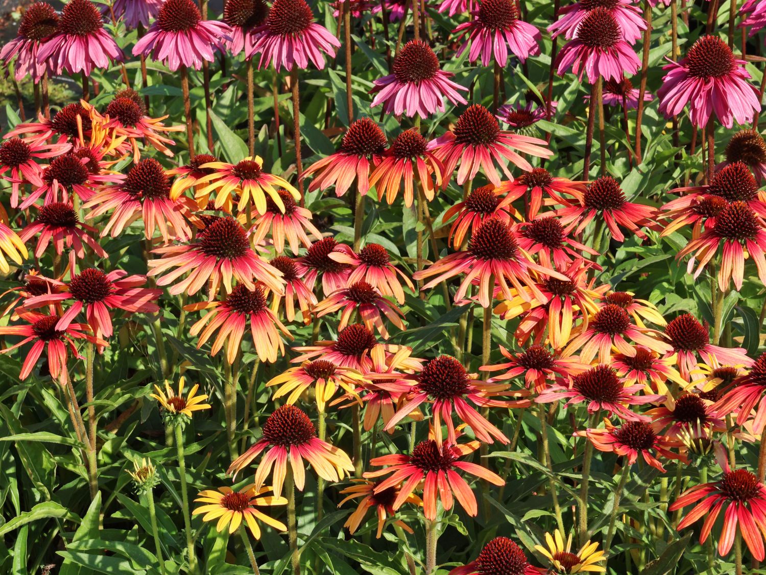 Sonnenhut SunSeekers 'Tequila Sunrise' - Echinacea purpurea SunSeekers 'Tequila Sunrise'