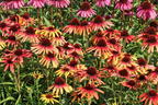 Sonnenhut SunSeekers 'Tequila Sunrise' - Echinacea purpurea SunSeekers 'Tequila Sunrise'