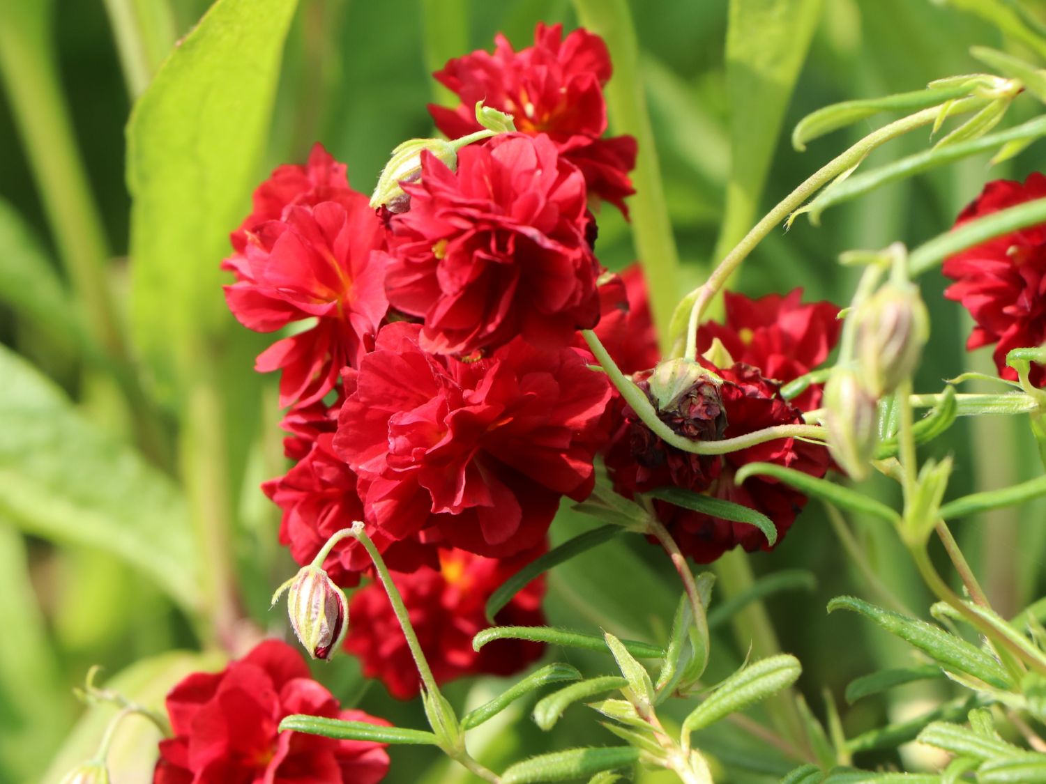 Sonnenröschen 'Amabile Plenum' - Helianthemum x cultorum 'Amabile Plenum'