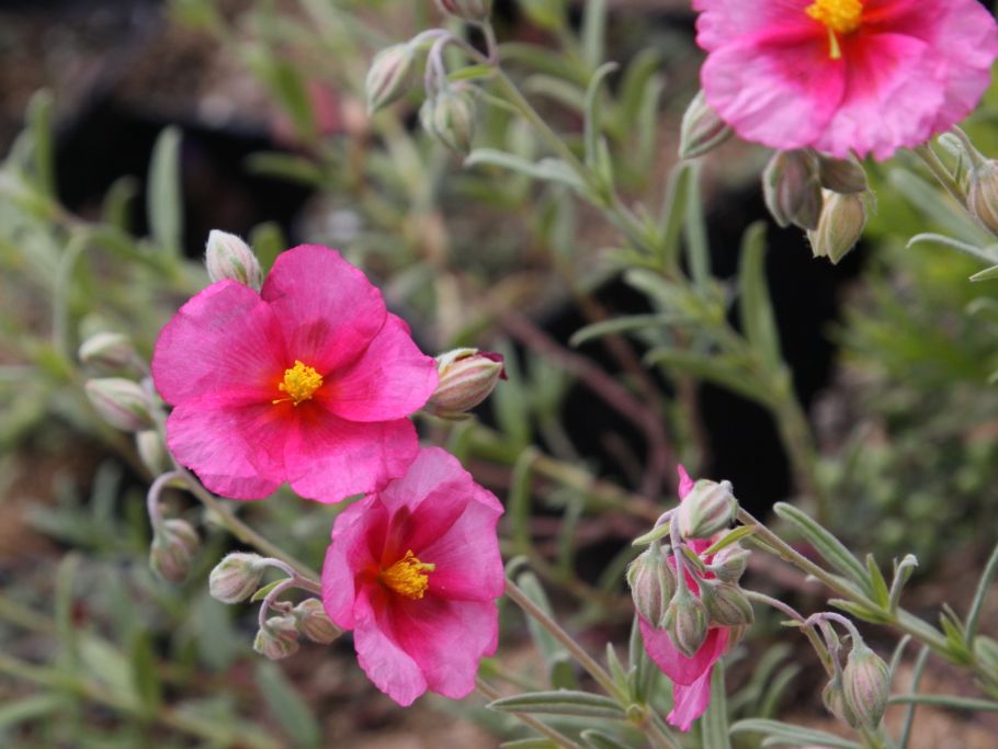 Sonnenröschen 'Ben Dearg' - Helianthemum x cultorum 'Ben Dearg'