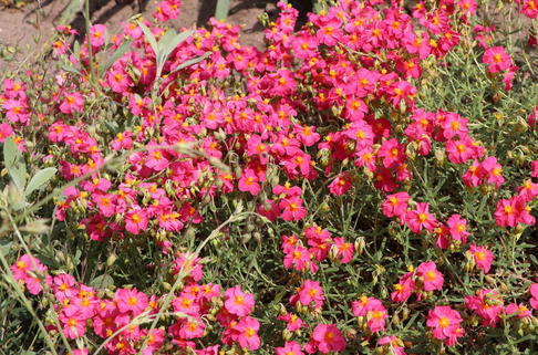 Sonnenröschen 'Ben Hope' - Helianthemum x cultorum 'Ben Hope'