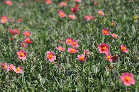 Sonnenröschen 'Dompfaff' - Helianthemum x cultorum 'Dompfaff'