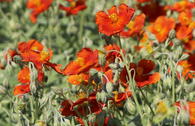 Sonnenröschen 'Henfield Brilliant'