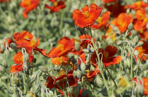 Sonnenröschen 'Henfield Brilliant' - Helianthemum x cultorum 'Henfield Brilliant'